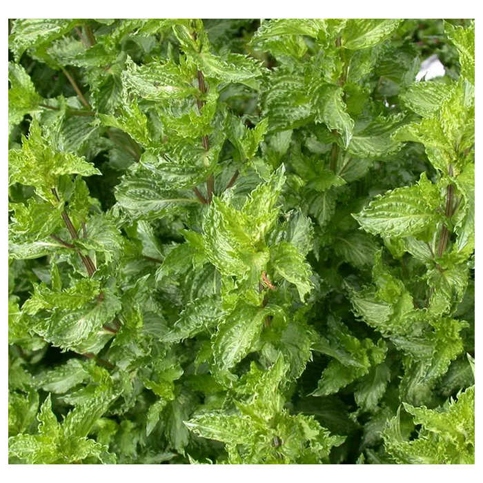 Grüne Minze (Krauseminze) BIO