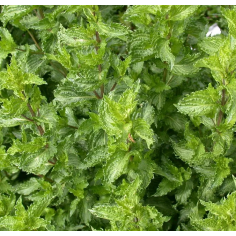 Grüne Minze (Krauseminze) BIO