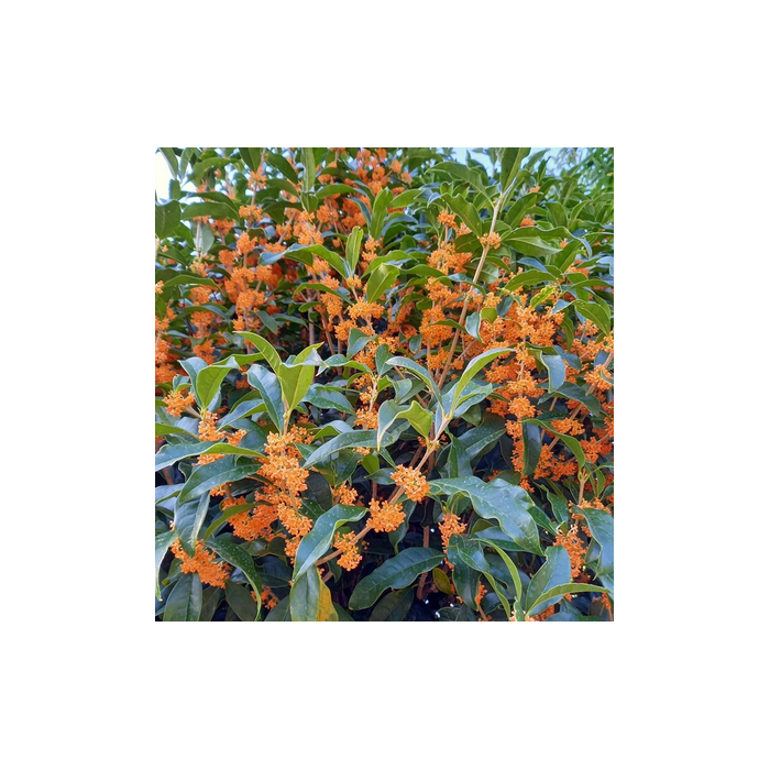 Osmanthus Absolue extra 5% Osmanthus Absolue extra 5%