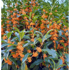 Osmanthus Absolue extra 5%