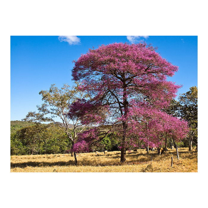 Rosenholz BIO CITES Rosenholz BIO CITES