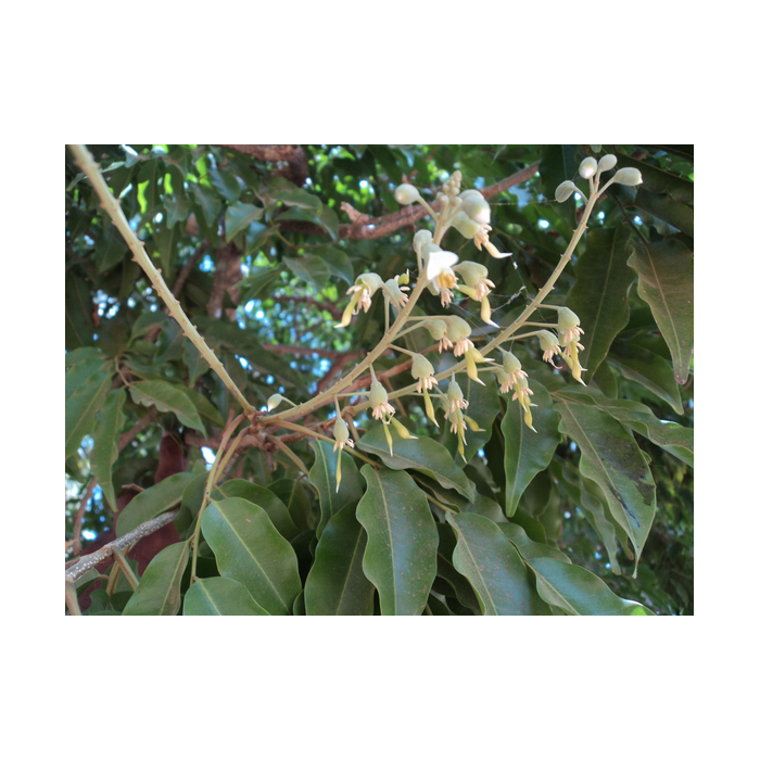 Tolubalsam Tolubalsam