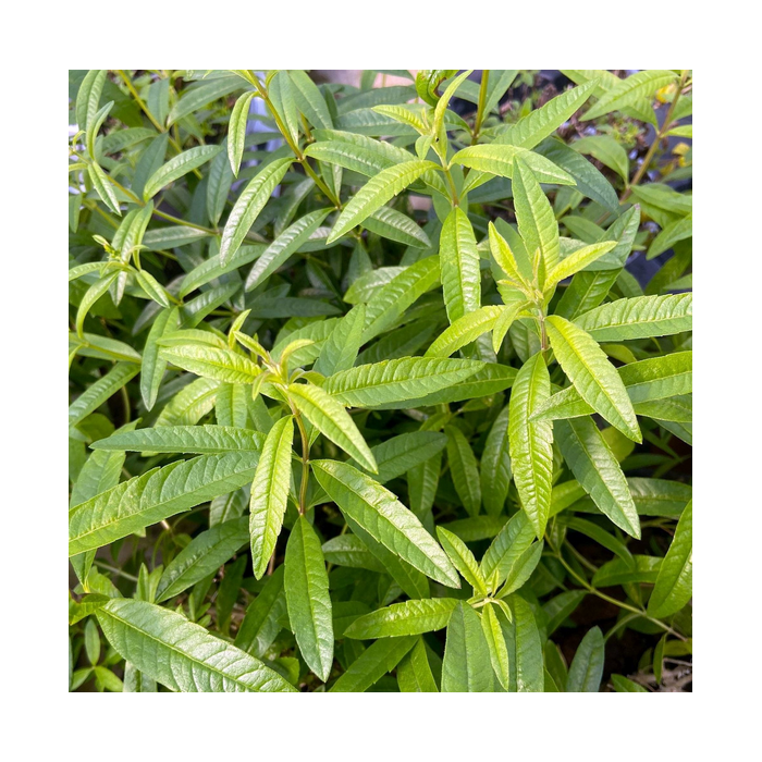 Verbena Grasse BIO Verbena Grasse BIO