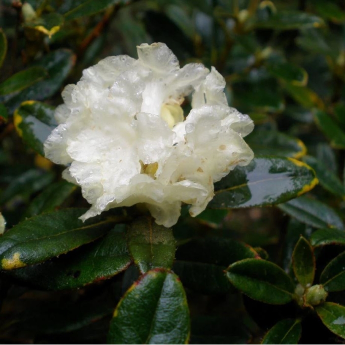 Rhododendron BIO Rhododendron BIO
