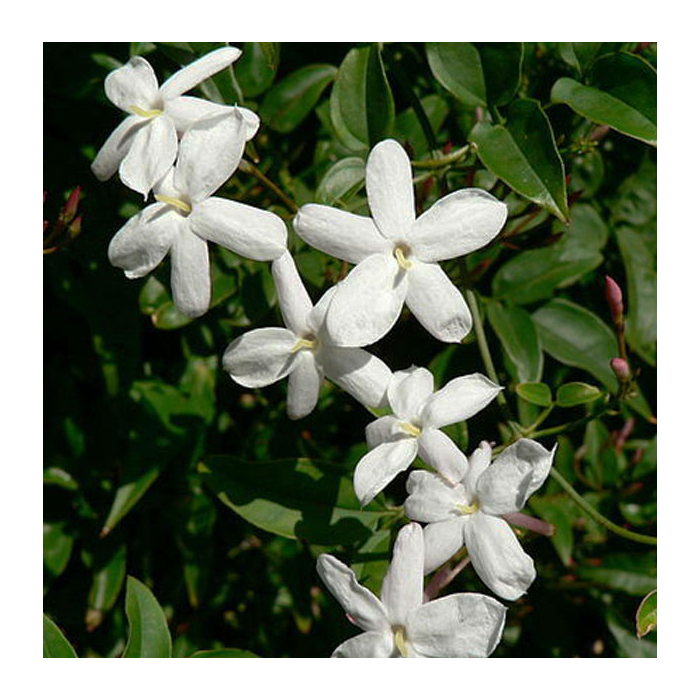 Jasmin Bio 5% Ägypten