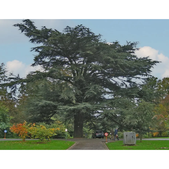 Zedernholz Atlas BIO