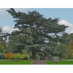 Zedernholz Atlas BIO