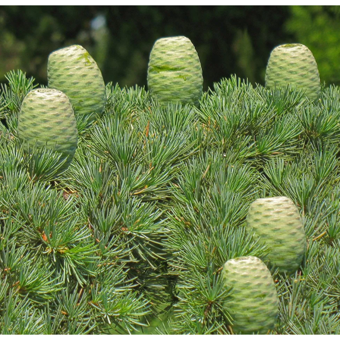 Zedernholz Atlas BIO