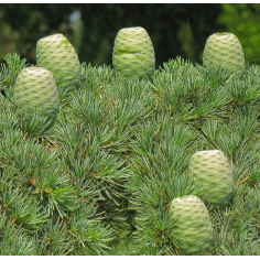 Zedernholz Atlas BIO