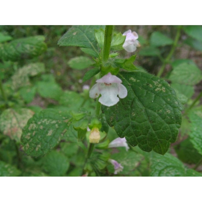 Melissenwasser BIO Melissenwasser BIO