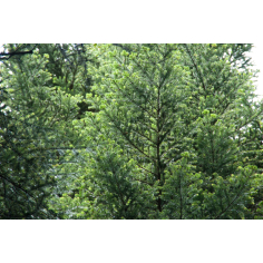 Weisstanne Bulgarien Bio - ätherisches Öl