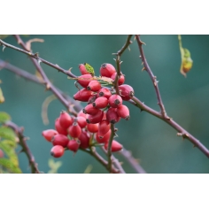 Wildrosenöl BIO