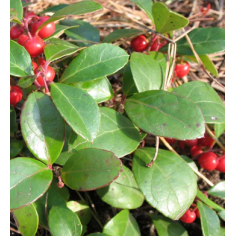 Wintergrün BIO