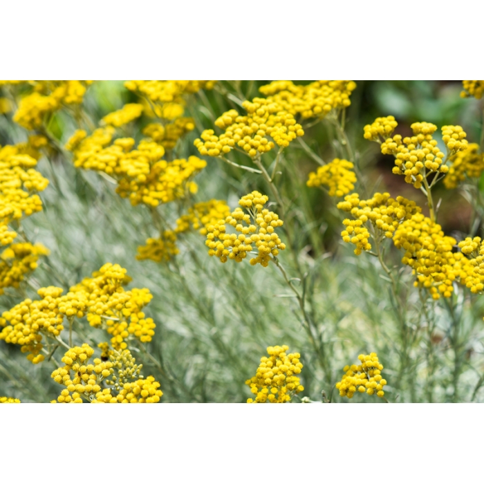 Immortelle BIO 50% | Alle ätherische Öle