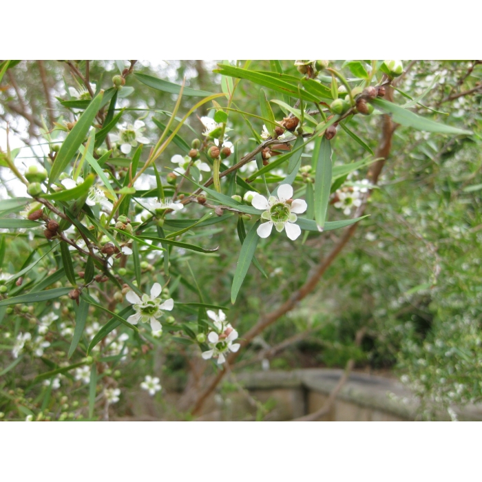 Zitronenteebaum BIO | Alle ätherische Öle