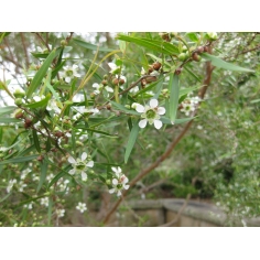 Zitronenteebaum BIO | Alle ätherische Öle