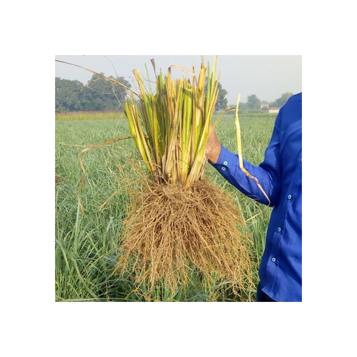 Vetiver 80% BIO