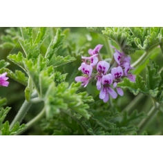 Rosengeranium Bourbon BIO | Alle ätherische Öle