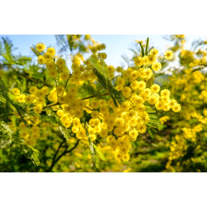 Mimose Absolue