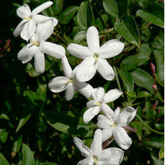 Jasmin Absolue Indien 10 % | Alle ätherische Öle