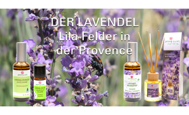 Der Lavendel - Lila Felder in der Provence